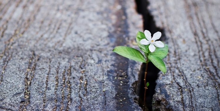 Come Superare Un Lutto E Tornare A Vivere Psicologa Roma Psicoterapeuta Roma Porta Pia Piazza Fiume Metro Termini Acilia Dott Ssa Aielli